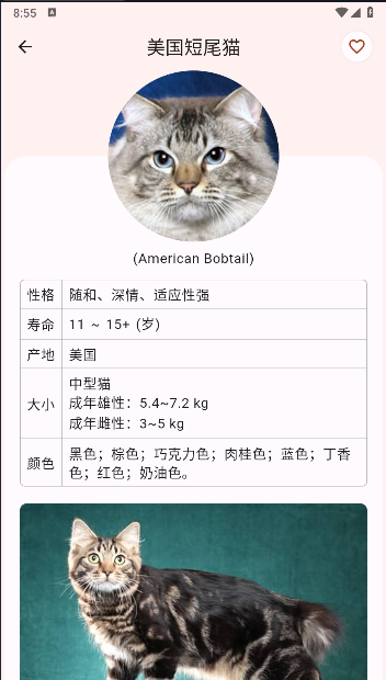 猫品种大全软件下载安装最新