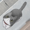 迷路的小猫逃离小胡同