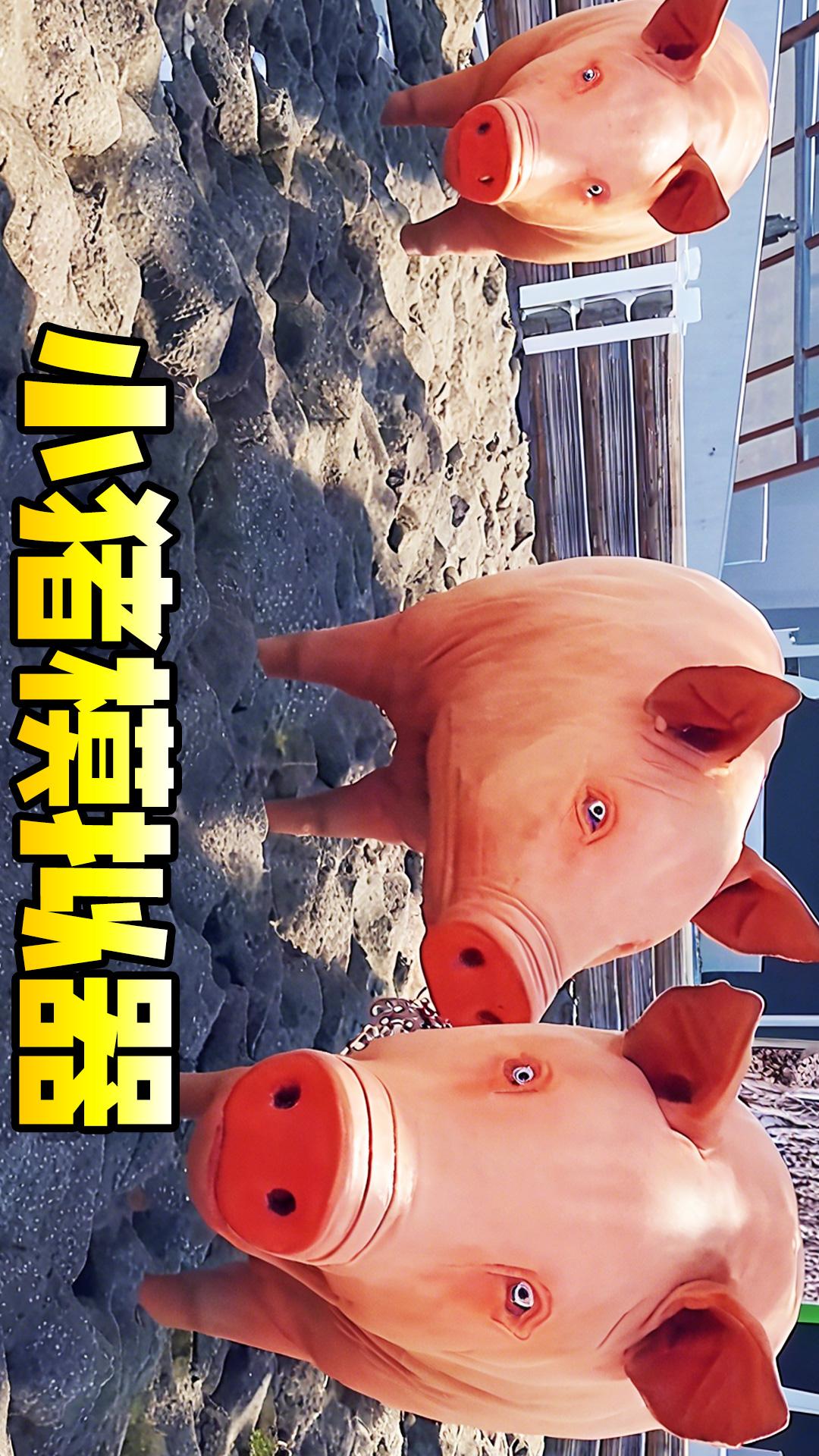 小猪模拟器1v1.0(3)