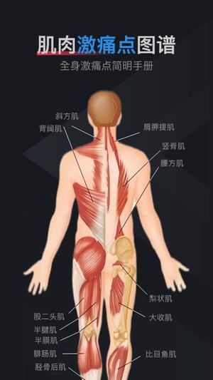 肌肉激痛点图谱v1.2(2)