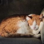 猫看白噪音手机版