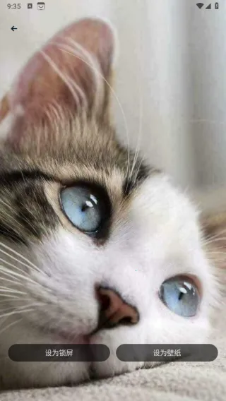 萌猫公园日常(宠语翻译通)